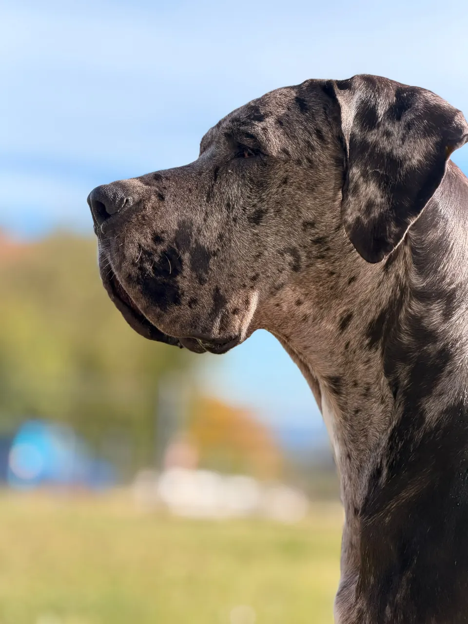 Luna, our blue merle Great Dane, in profile against an autumn sky