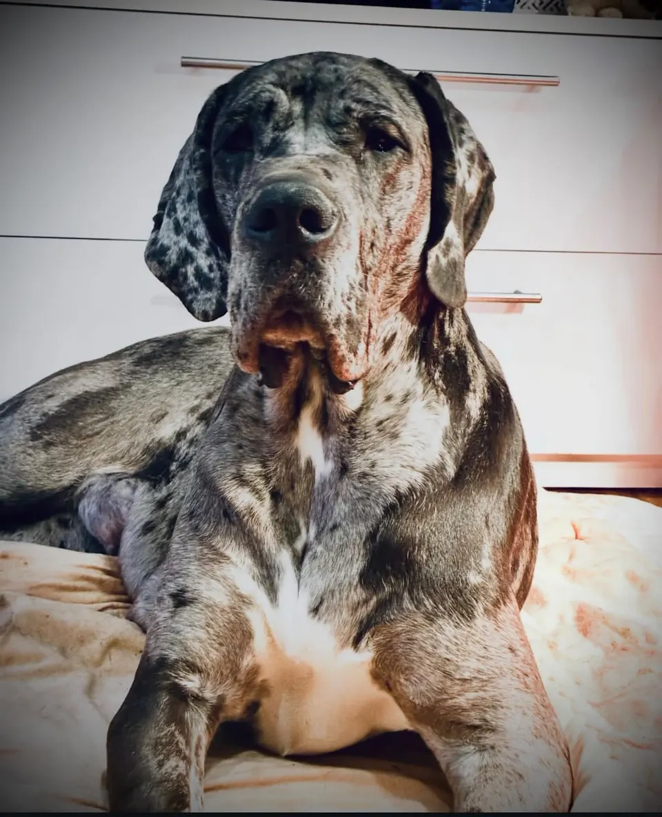 Merle Great Dane resting on a rug, looking at the camera