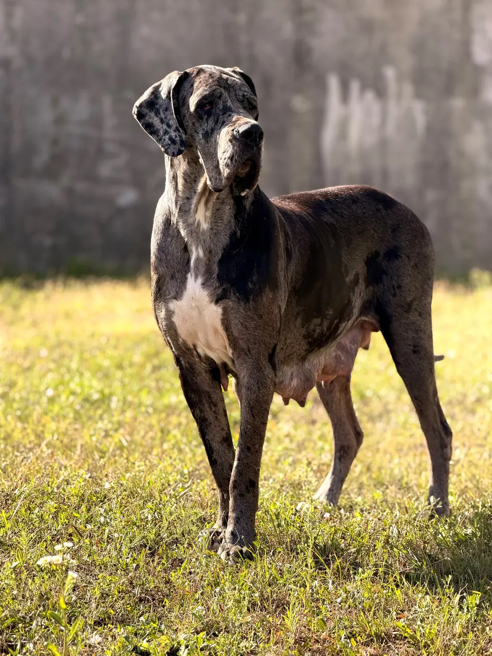 Blue merle Great Dane standing in a garden