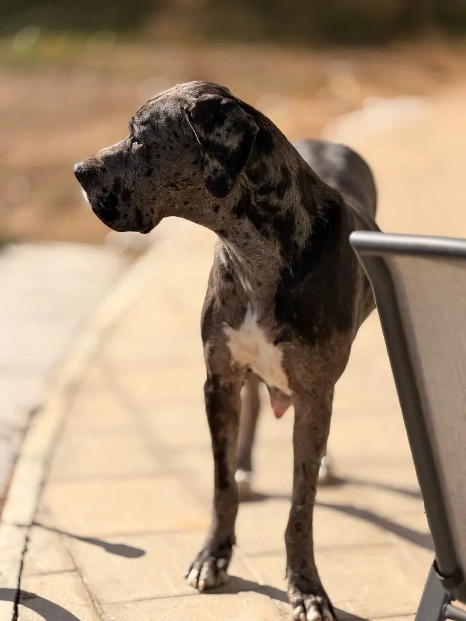 Luna on a sunny terrace