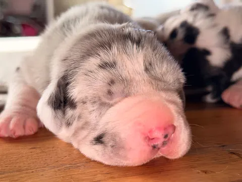 Great Ergen — puppy floor 2
