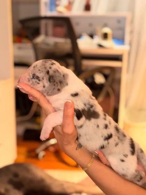 Great Ergen — puppy hands home