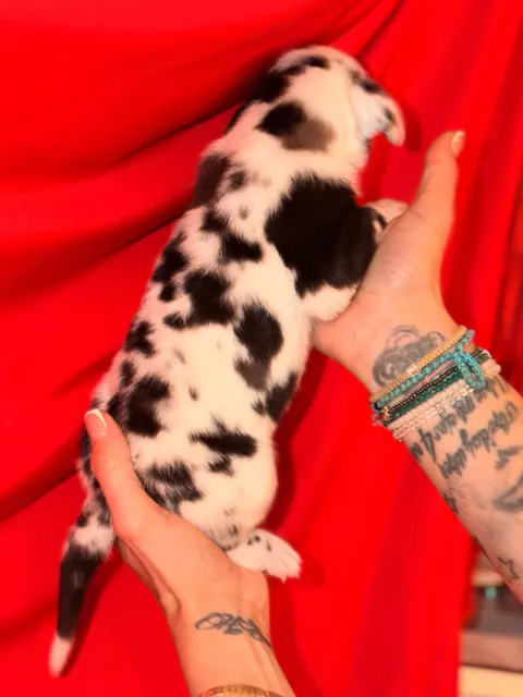 Great Ergen — puppy red 1