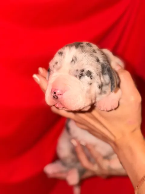 Great Ergen — puppy red 2
