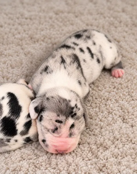 Great Ergen — puppy sleeping rug