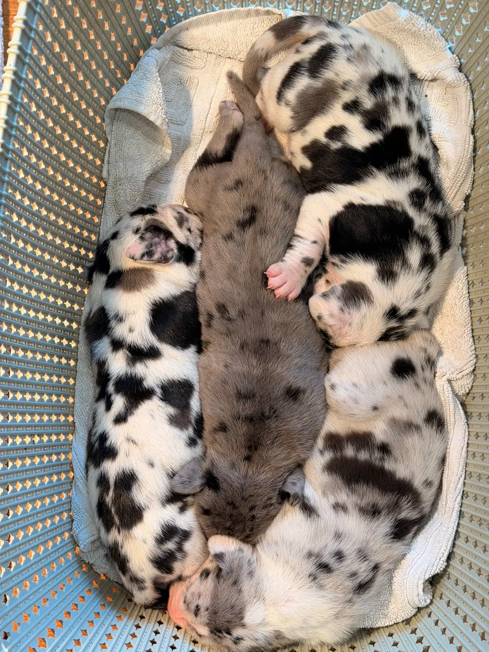 Newborn harlequin and merle puppies sleeping in a basket