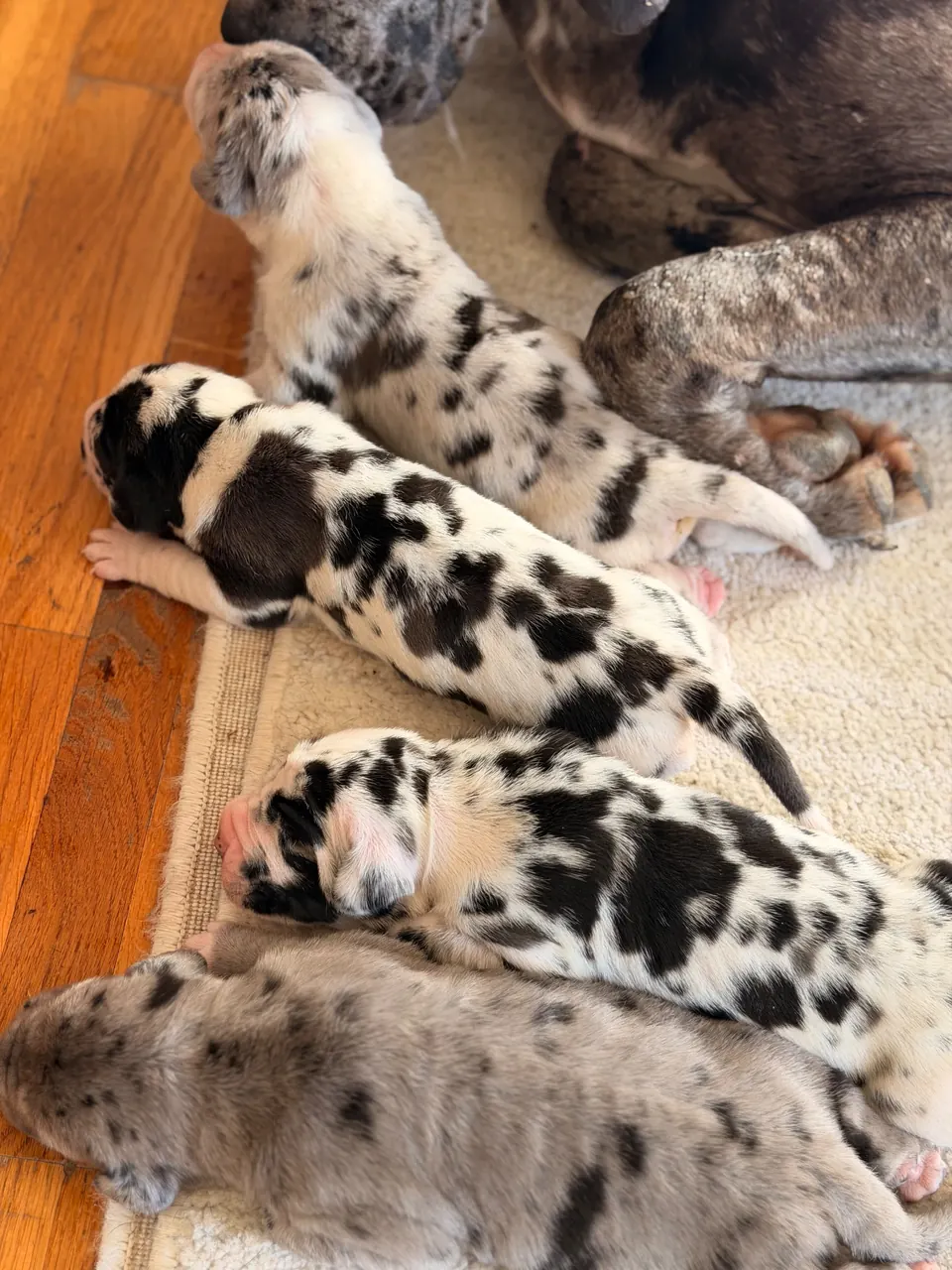 Merle and harlequin puppies sleeping on a wooden floor
